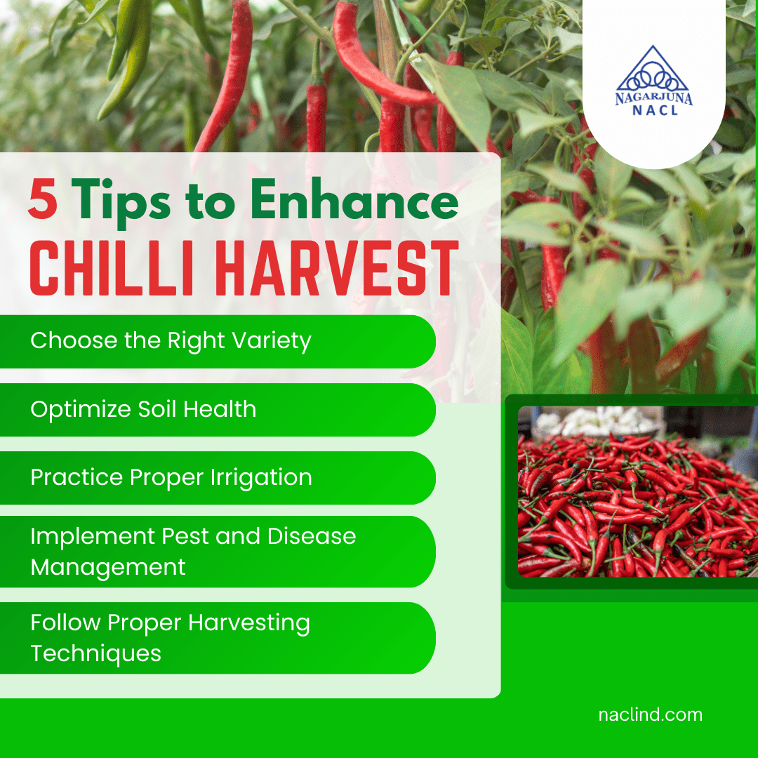 5 tips to enhance chilli harvest