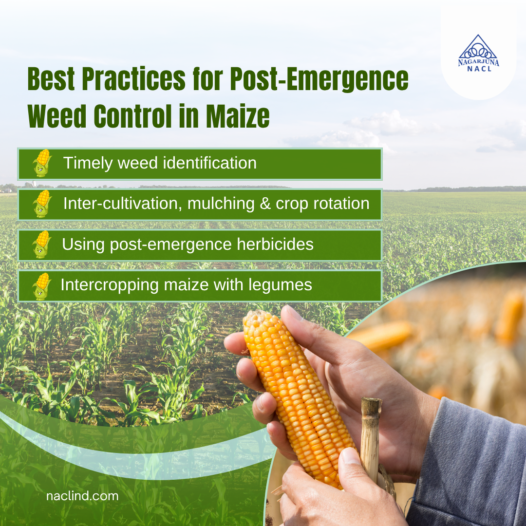 Best practices for weed control in maize