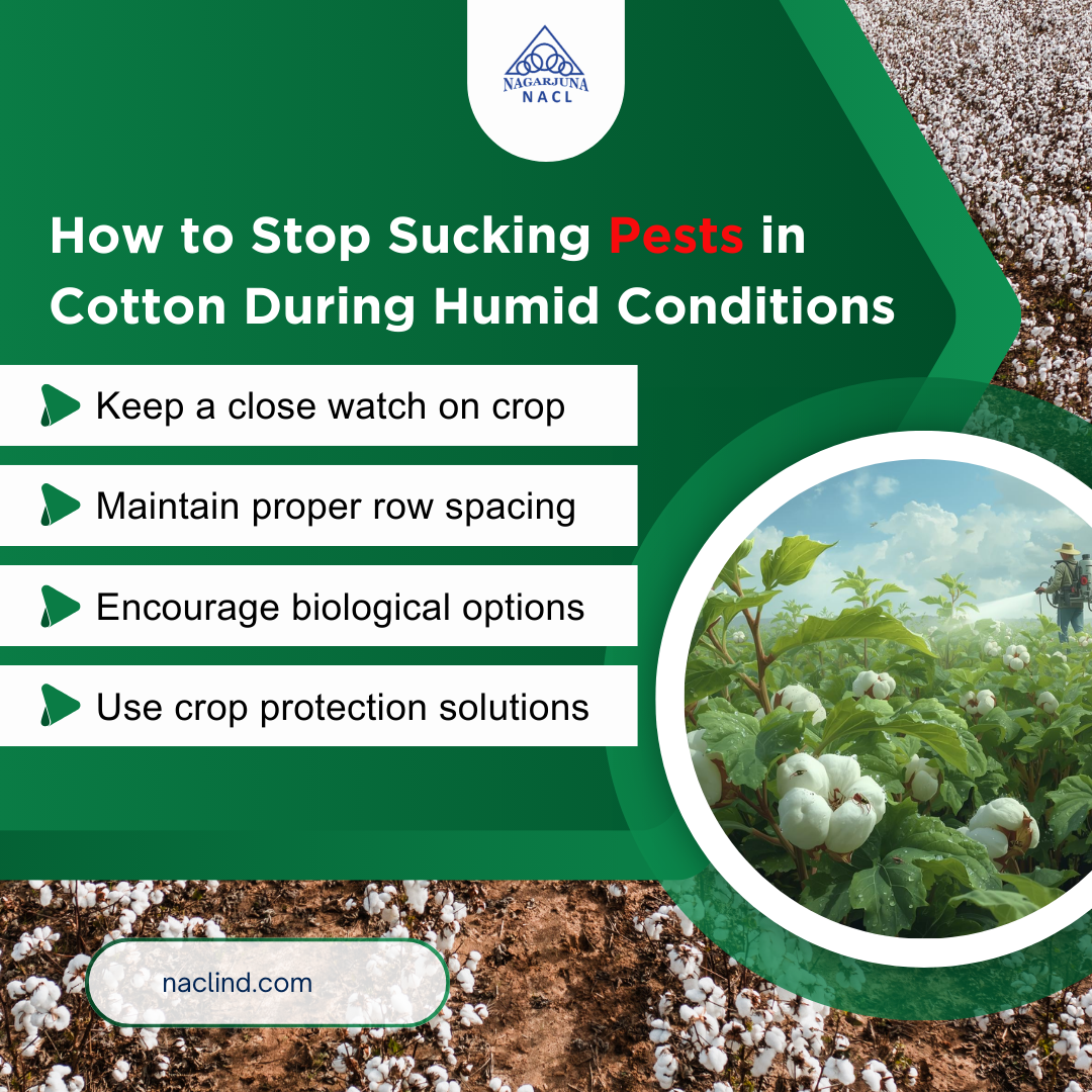 Control sucking pests in cotton