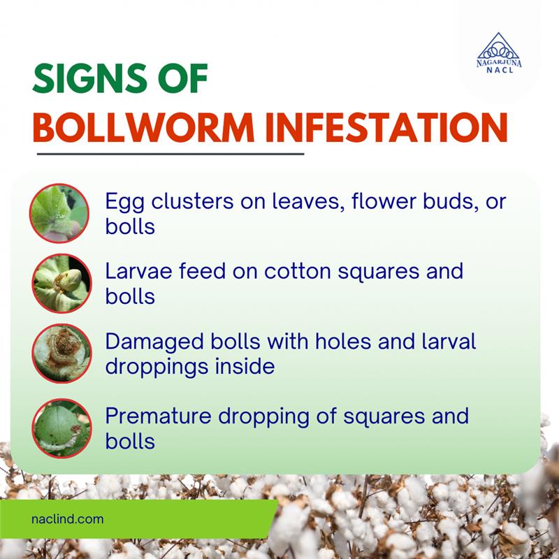 Top Diseases affecting Paddy Fields 