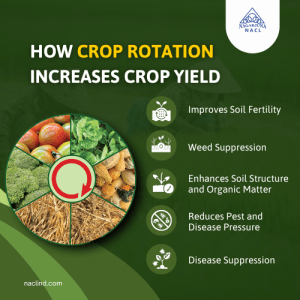 How crop rotation increases crop yield
