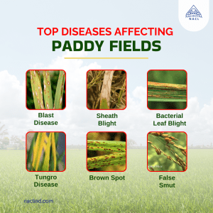 Top Diseases affecting Paddy Fields 