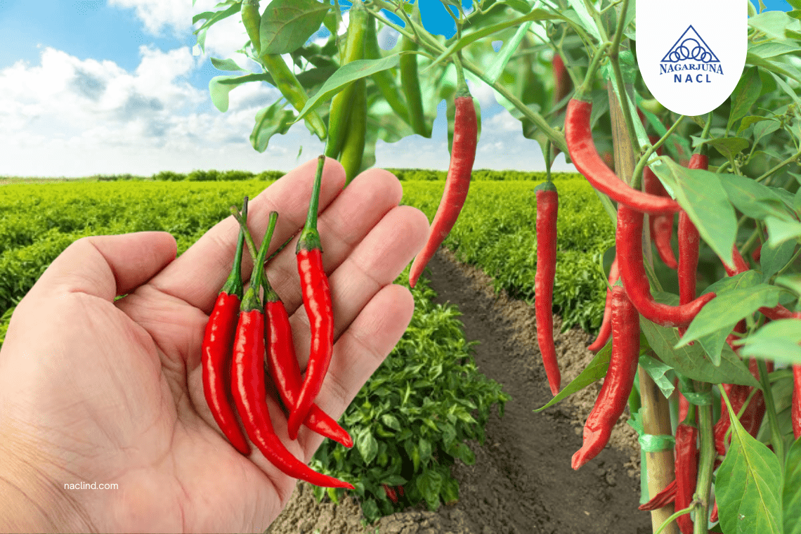 Enhance chilli harvest