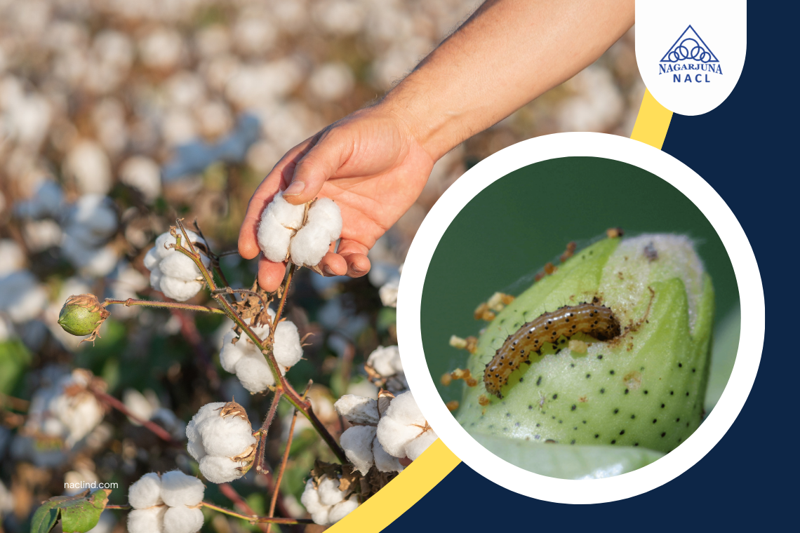Cotton bollworm control