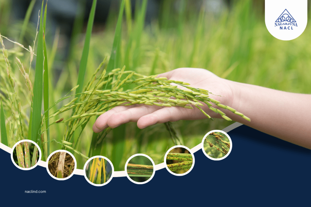 Top Diseases Affecting Paddy Fields and How to Manage Them